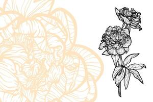Peony flowers, format, hand drawn outline. Easy to edit, ready to use. A mix between an orange and a black flower on a white background. vector