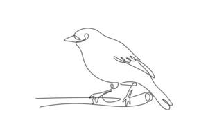 Oriole bird in continuous line art drawing style. Minimalist black linear sketch isolated on white background. vector