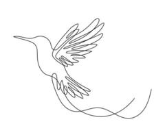 Hummingbird continuous one line drawing on a white isolated background. vector