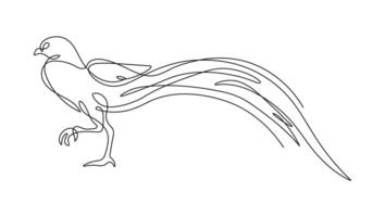 Pheasant bird one line drawing with on white isolated background. vector