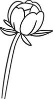 Peony Flower Line Drawing Nature Element vector