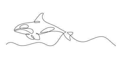 Orca continuous one line drawing. Animal illustration in minimalist black lines isolated on white background. vector