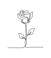 Rose flower continuous one line drawing on a white isolated background. Floral illustration vector
