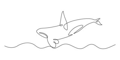 Beautiful Orca continuous one line drawing. Animal illustration in minimalist black lines isolated on white background. vector