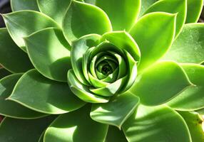 Summer Spiral Succulent with Sunlit Dew Drops photo