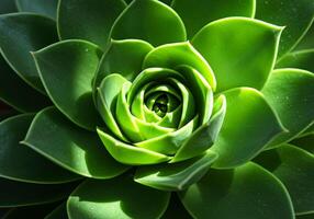 Green Plant Spiral Succulent in Summer Nature photo