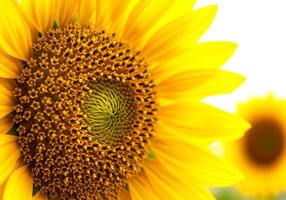 Sunflower Close Up with Soft Bokeh Background photo