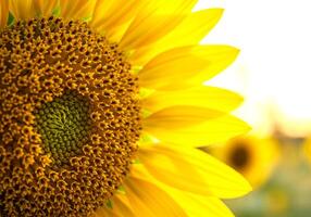 Close Up of a Blooming Sunflower with Detailed Petals photo