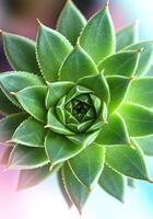 Spiral Succulent Detail Green Plant photo