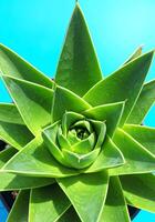 Spiral Succulent Detail, Green Plant photo