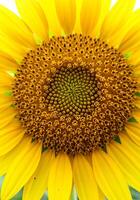 Sunflower with Intricate Petal Details photo