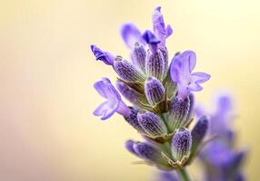 Detailed Purple Lavender Bloom with Green Leaves photo