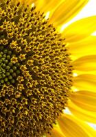 Bright Yellow Sunflower Flower in Full Bloom photo