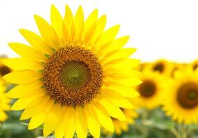 Sunflower Close Up with Soft Background photo