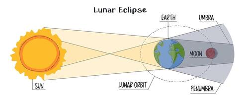 Lunar eclipse infographic in flat style on white background. Moon orbit, umber and penumbra. Earth passes between the Moon and the Sun. astronomical event phenomenon of the full red moon. Blood moon vector