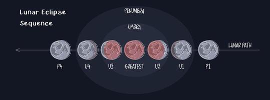 Infographic of lunar eclipse stages in flat style on dark background. Moon's direction of motion, umber and penumbra. Blood moon phases. Earth shadow in contact with the moon vector