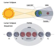 Infographic of lunar eclipse stages in flat style on white background. Moon's orbit, umber and penumbra. Blood moon phases. The contact of the earth shadow with the moon vector