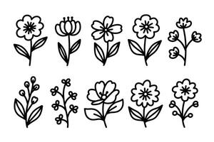 SIMPLE BOTANICAL ELEMENTS HAND DRAWN STYLE vector