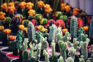 Vibrant Cactus Collection A Diverse Array of Colorful Succulents photo
