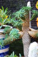 Euphorbia succulent A striking, textured plant with vibrant green foliage and a unique, artistic form photo
