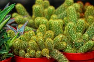 Vibrant Green Cactus Clusters A Lush, Textured Display photo