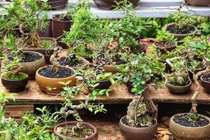 Serene Bonsai Collection Miniature Trees in Earthen Pots photo