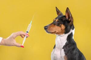 Pet Basenji Dog Receives Important Medical Injection From Doctor photo