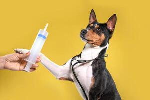 Veterinarian Carefully Injects Liquid Medicine on yellow background to Basenji Dog. Treatment of animals in clinic photo