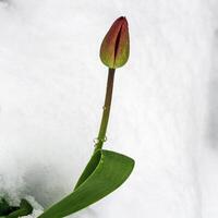Red tulip bud after a sudden snowfall in spring. photo