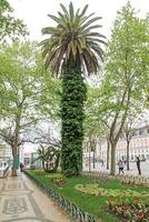 A tall palm tree covered in ivy in a city park in Lisbon. photo