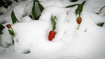 Tulips covered in snow during an unexpected spring snowfall. photo