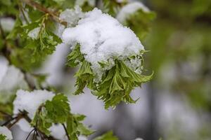 Fresh spring leaves covered with snow after an unexpected snowfall. photo