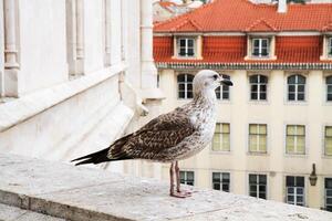 A seagull stands on a stone railing against the backdrop of the historic city in Lisbon. photo