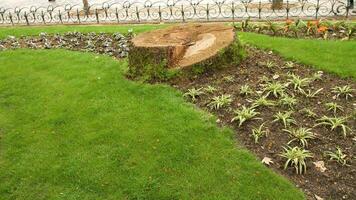 A tree stump symbolizing deforestation and the impact on the environment photo