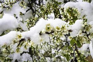Spring flowers covered with snow on a tree branch. photo