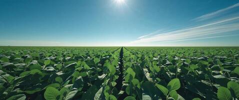 A field of green plants with the sun shining in the background photo