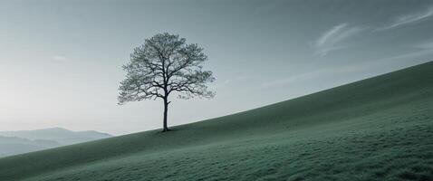 A lone tree stands on a hill in the middle of a green field photo