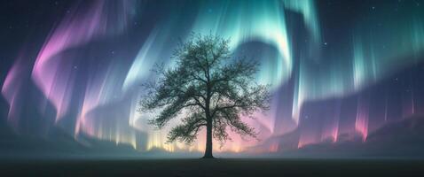 Aurora borealis, tree, night, aurora, tree, night, aurora bore photo