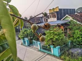 close up of longan fruit on a tree branch, with a background of housing and morning atmosphere photo
