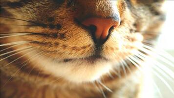 Extreme close up of a tabby cat face showing nose mouth and whiskers in detail photo