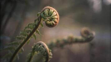 Close up of several fern fronds unfurling in a natural setting with soft lighting photo