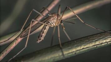 A close up shot of a mosquito resting on a twig with a blurred green background photo
