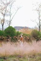 Southeast asian woman stands peacefully in field of soft pink grass surrounded by autumn trees and green bushes creating calm and serene natural atmosphere photo