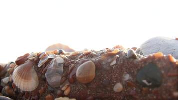 A close up view of a rock covered in seashells and pebbles on a bright sunny day photo