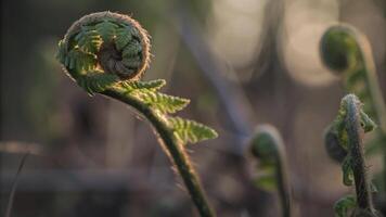 A close up of a fern frond unfurling in soft light with blurred background foliage photo