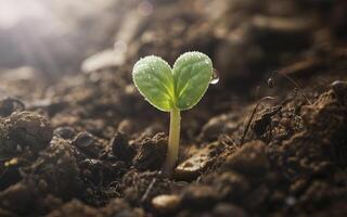 Close up of a small green sprout emerging from dark soil with water droplets on leaves photo