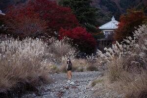Southeast Asian woman stands on rocky path surrounded by tall dry grass and vibrant red autumn trees near traditional building creating peaceful and natural scene photo