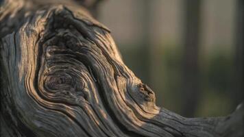 Close up of weathered tree branch with intricate wood grain patterns in soft light photo