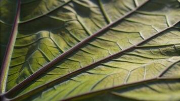 A close up view of a green leaf showing its veins and texture in detailed focus shot photo
