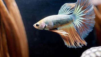 A close up of a betta fish with flowing fins swimming in a dark aquarium tank shot photo